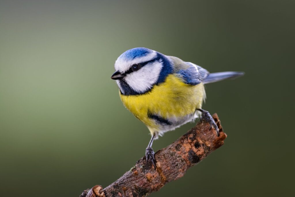 Mésange bleue perchée sur une branche, reconnaissable à sa calotte bleue et à son ventre jaune