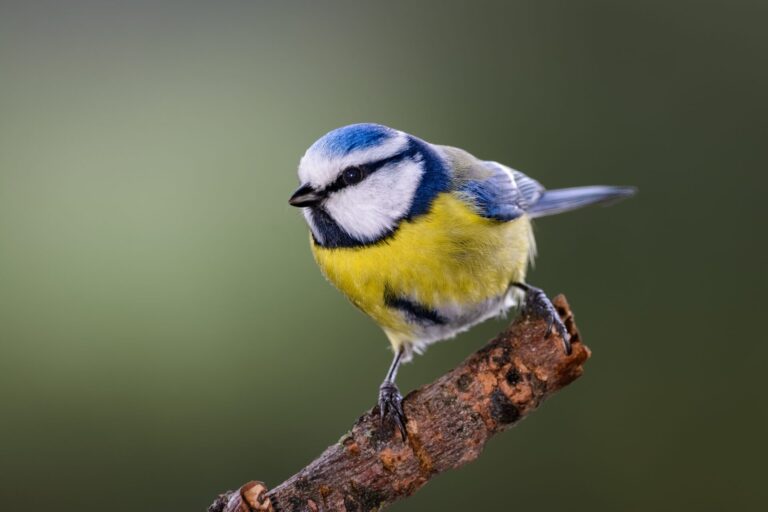 Mésange bleue perchée sur une branche, reconnaissable à sa calotte bleue et à son ventre jaune