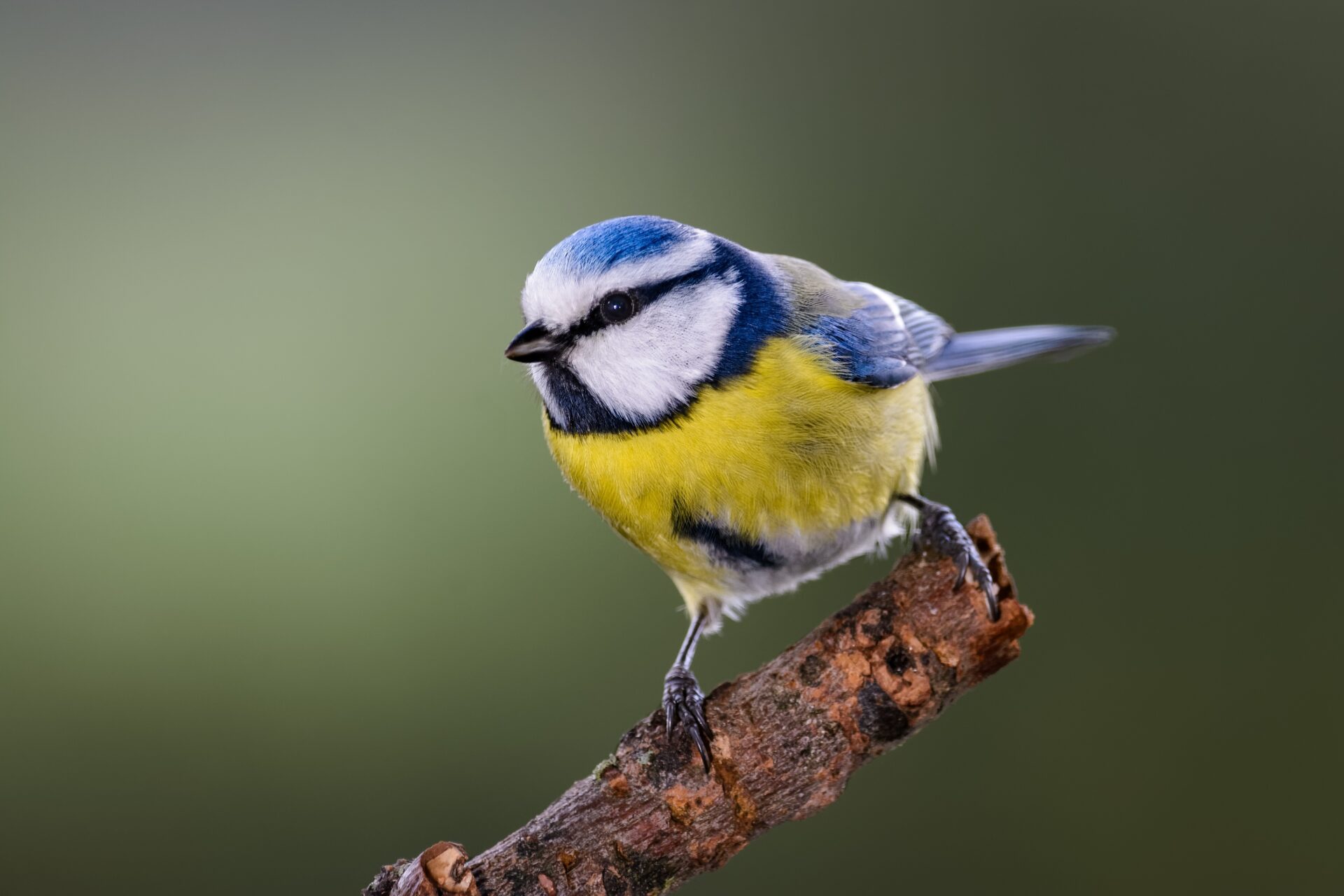 Mésange bleue perchée sur une branche, reconnaissable à sa calotte bleue et à son ventre jaune