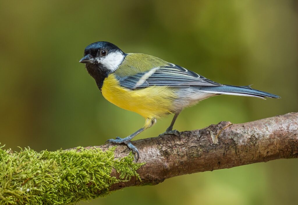 Mésange charbonnière perchée sur une branche, reconnaissable à son ventre jaune et à sa bande noire