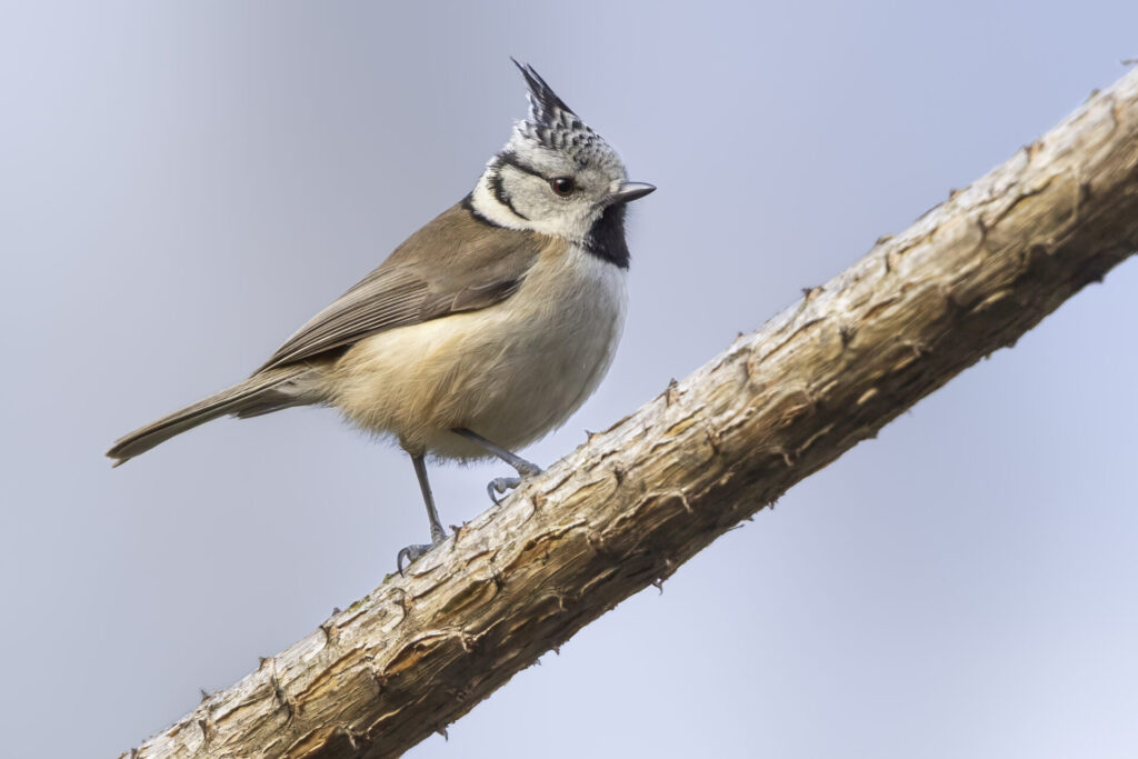 Mésange huppée perchée sur une branche, reconnaissable à sa huppe dressée et à son collier noir