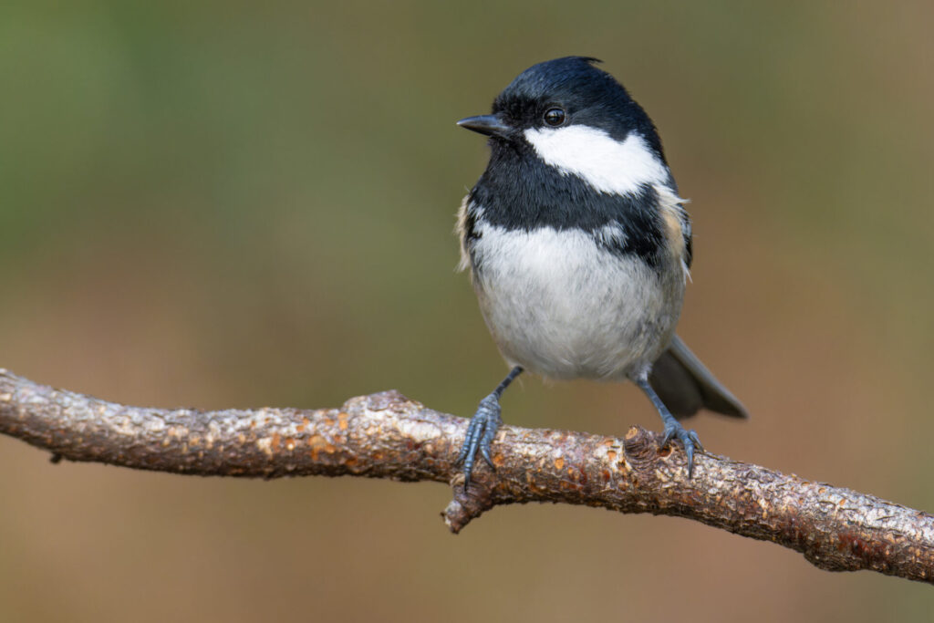 Mésange noire perchée sur une branche, reconnaissable à sa tête noire, à ses joues blanches et à l’absence de jaune