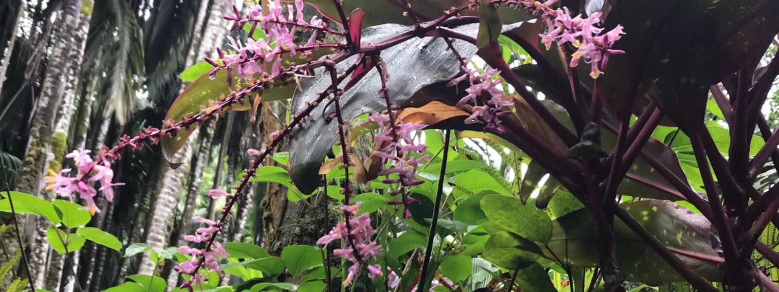 Orchidée épiphyte tropicale poussant sur un arbre en forêt humide