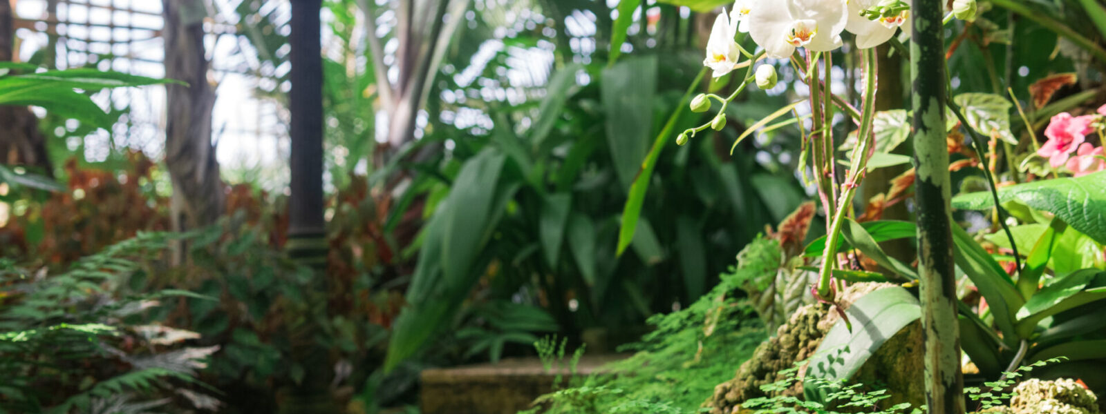 Orchidées cultivées dans une serre tropicale, symbole de la fascination et de la collection botanique
