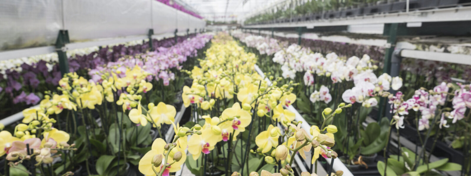 Production industrielle de phalaenopsis en serre, avec des orchidées cultivées en grande quantité sur des lignes automatisées.