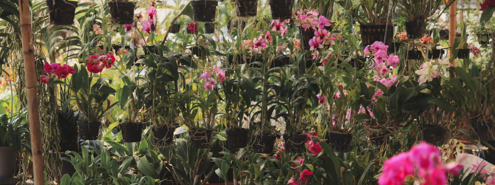 Production d’orchidées en serre horticole, avec des plantes cultivées en série et suspendues pour l’hybridation et la sélection variétale.