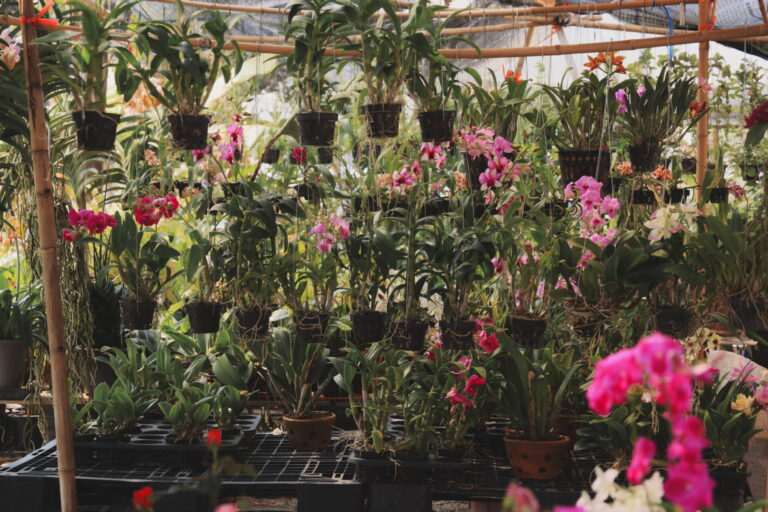 Production d’orchidées en serre horticole, avec des plantes cultivées en série et suspendues pour l’hybridation et la sélection variétale.