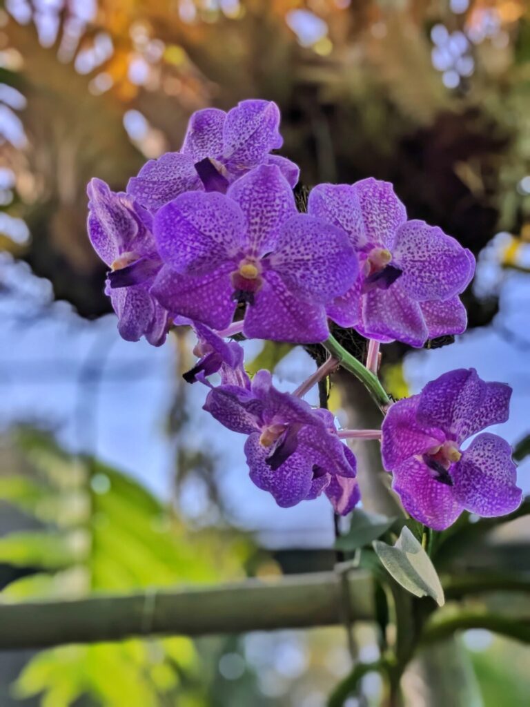 Orchidée sauvage Vanda coerulea, espèce rare et menacée originaire d’Asie du Sud-Est