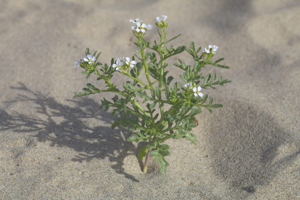 Cakilier maritime (Cakile maritima) poussant dans le sable d’une dune littorale