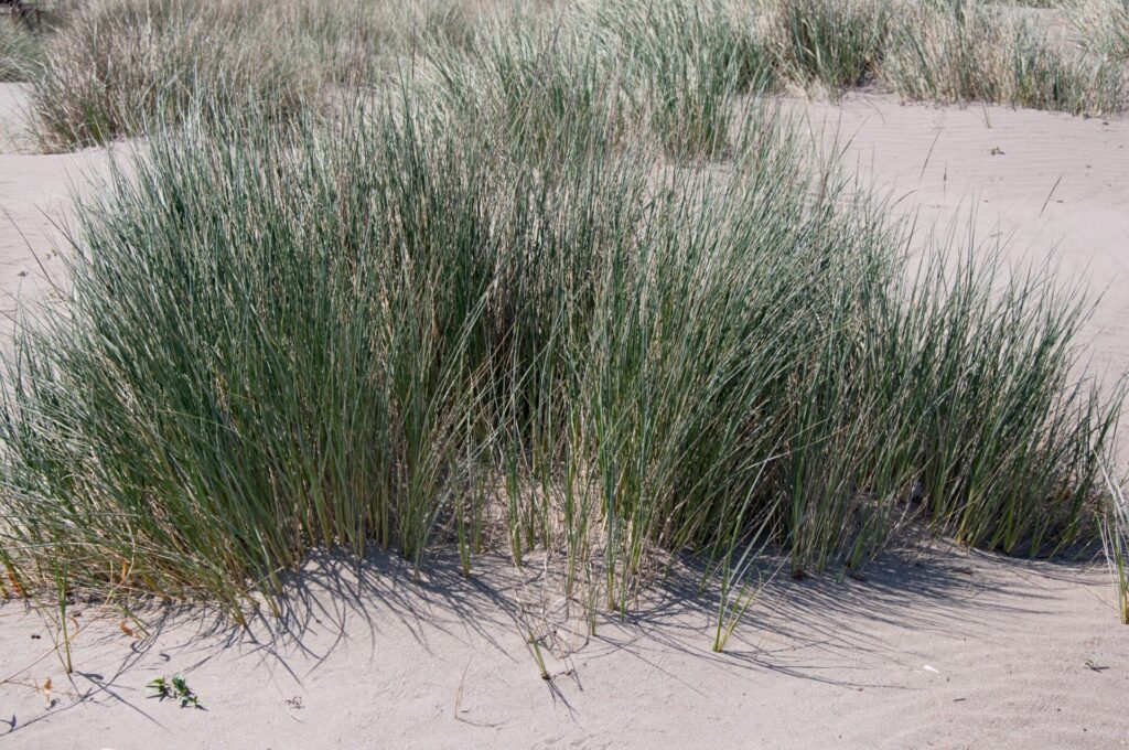 Touffes de chiendent des sables (Elymus farctus) fixant une dune embryonnaire