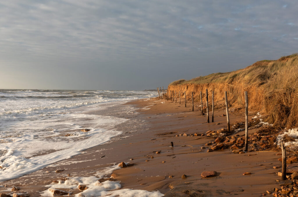 Dune entamée par l’érosion marine aux Sables-d’Olonne en 2024 avec ganivelles sur le littoral atlantique