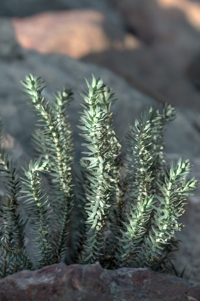 Euphorbe maritime (Euphorbia paralias) poussant sur une dune sableuse du littoral atlantique