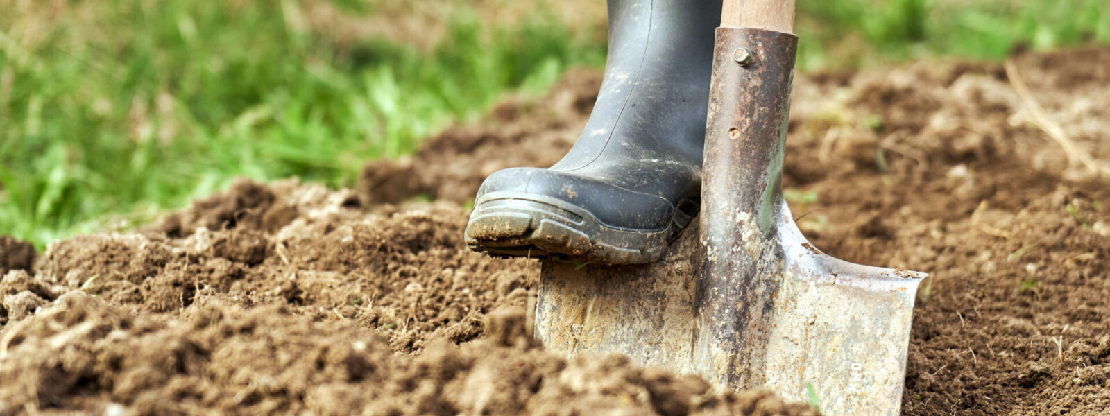 Jardinier aérant la terre à la bêche dans un jardin après une inondation.