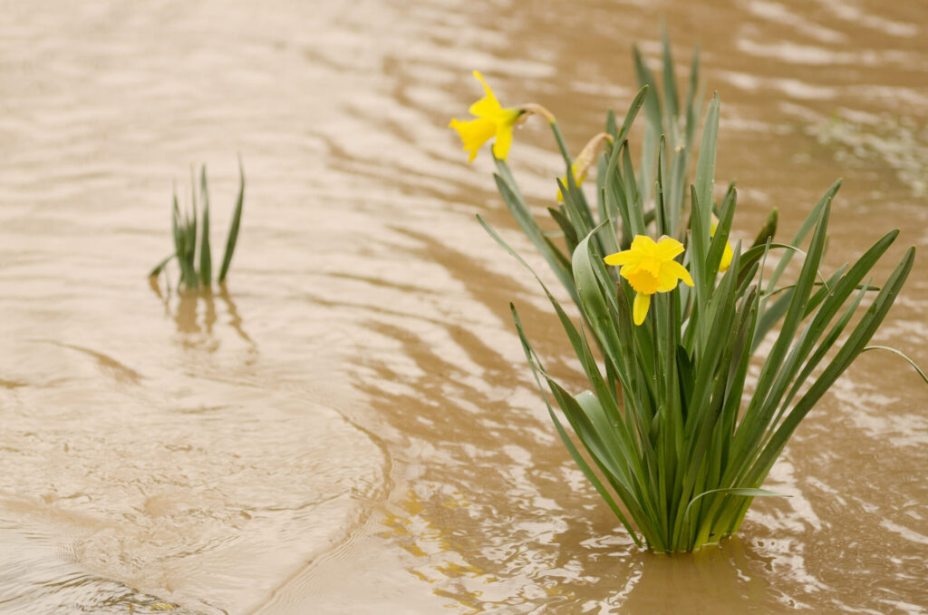 Narcisses jaunes partiellement immergés dans un jardin inondé après une crue hivernale.