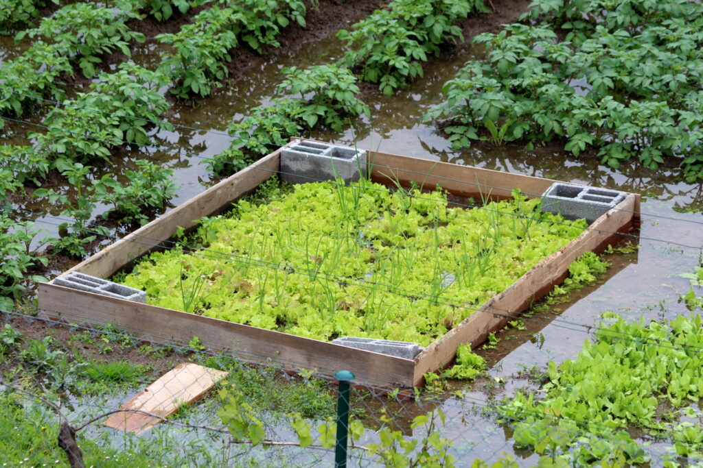 Potager en carré surélevé entouré d’eau stagnante après de fortes pluies