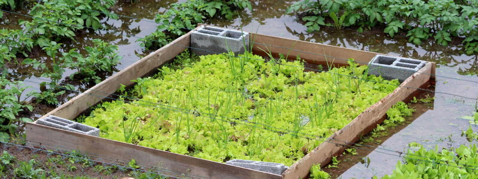 Potager en carré surélevé entouré d’eau stagnante après de fortes pluies