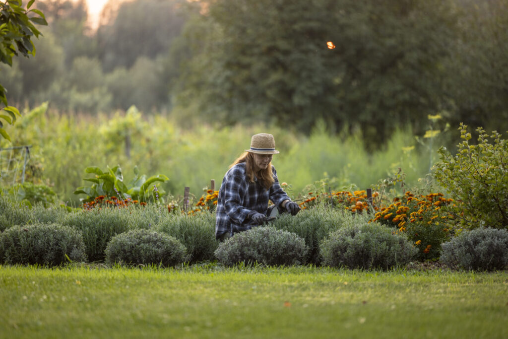 Lavande taillée en boule dans un jardin, lors d’une séance d’entretien.