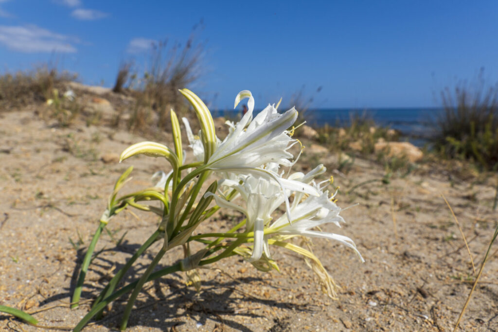 Lis maritime (Pancratium maritimum) fleurissant sur une dune sableuse en bord de mer