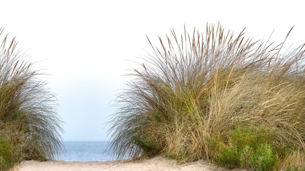 Touffes d’oyat (Ammophila arenaria) fixant une dune sableuse face à l’océan