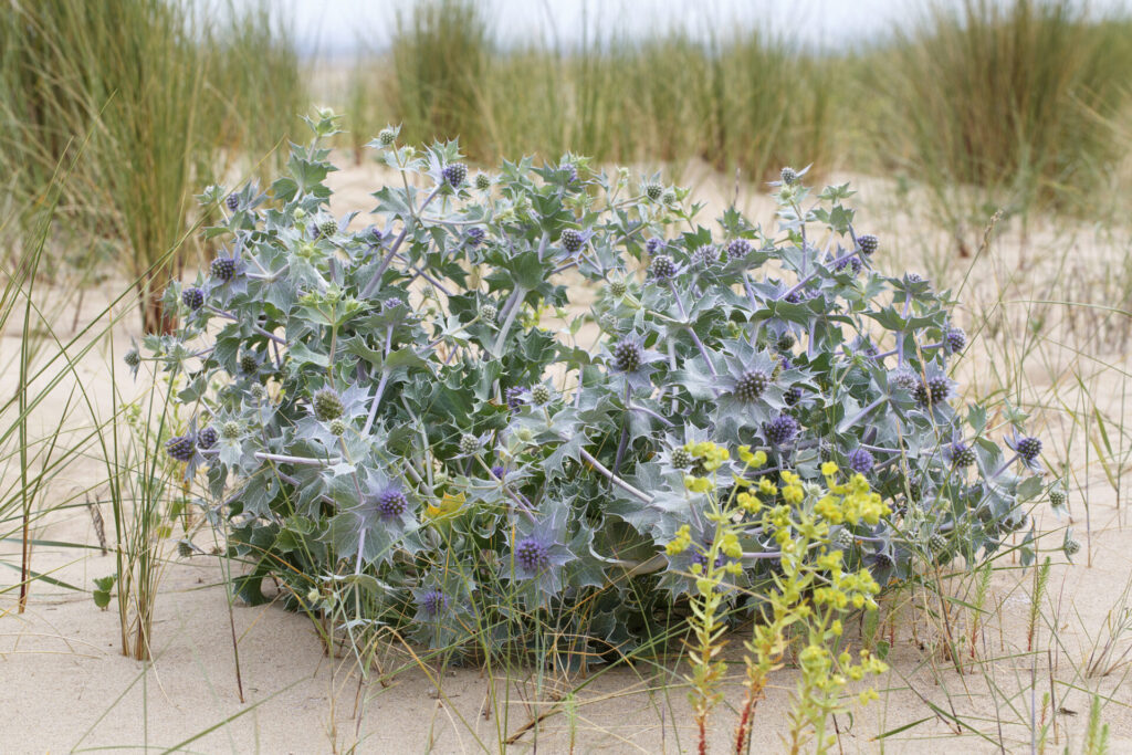Panicaut maritime (Eryngium maritimum) poussant sur une dune sableuse