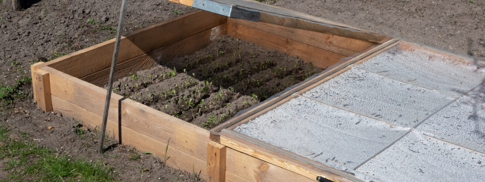 Jeunes semis de légumes cultivés sous châssis en bois, au début du printemps.