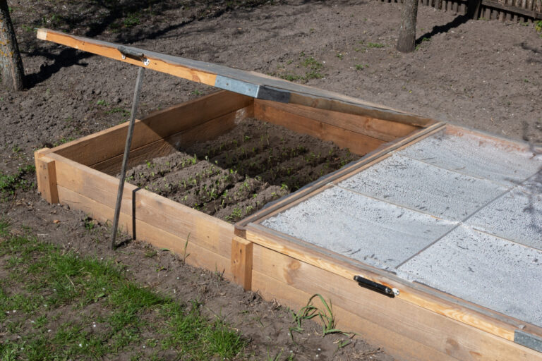 Jeunes semis de légumes cultivés sous châssis en bois, au début du printemps.