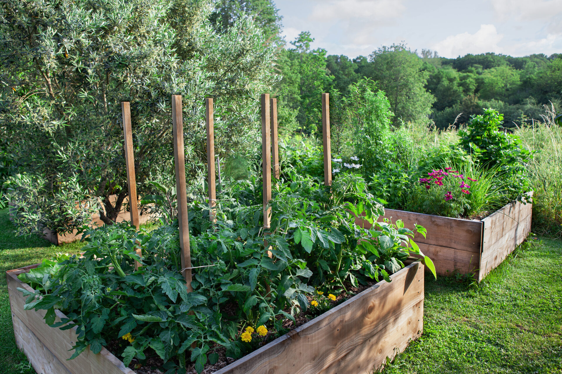 Carrés potagers surélevés en bois avec planches épaisses, cultivés en pleine terre dans un jardin