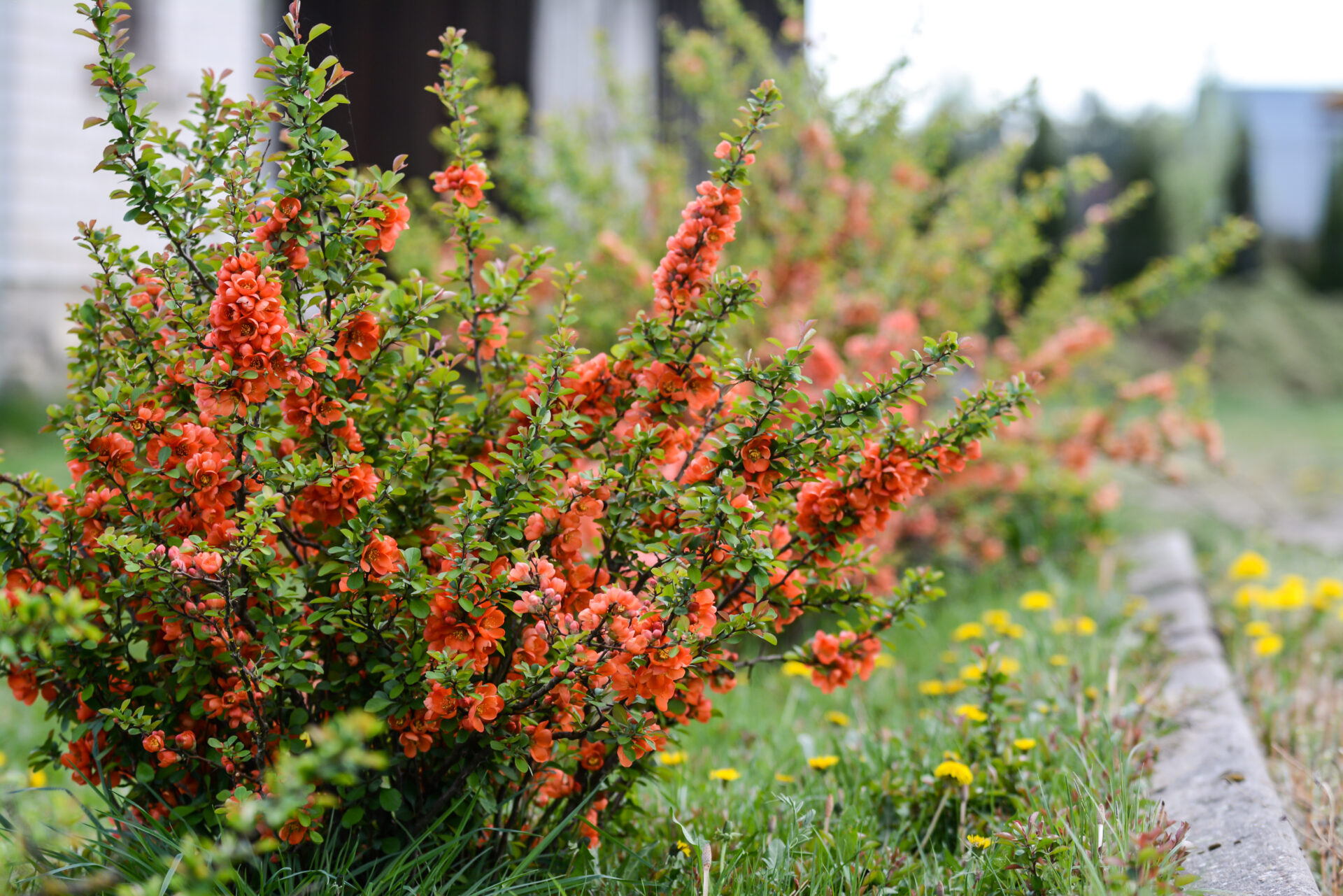 Cognassier du Japon en pleine floraison rouge au début du printemps