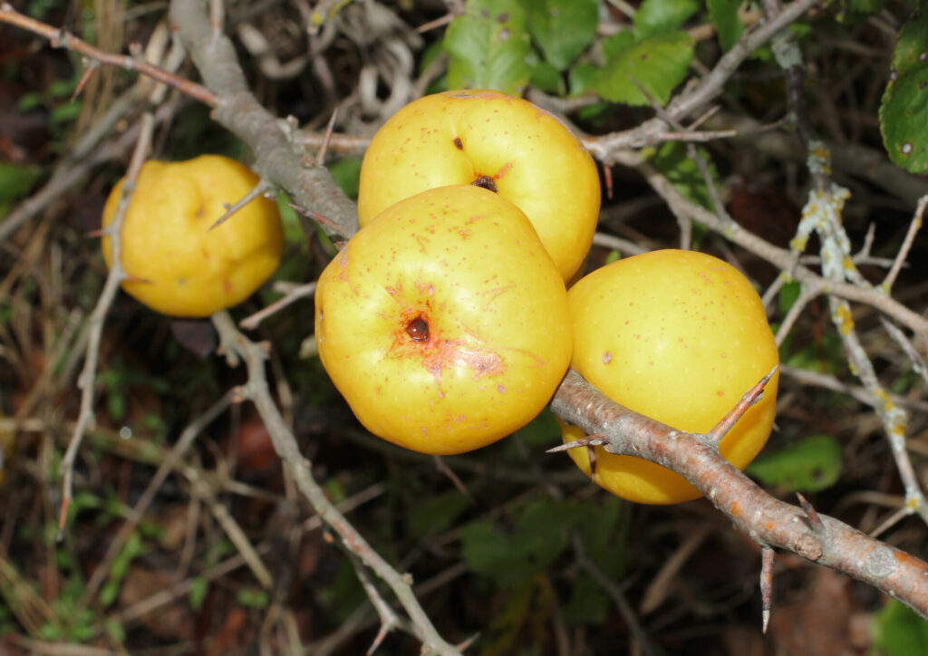 Fruits jaunes du cognassier du Japon sur rameaux épineux en automne