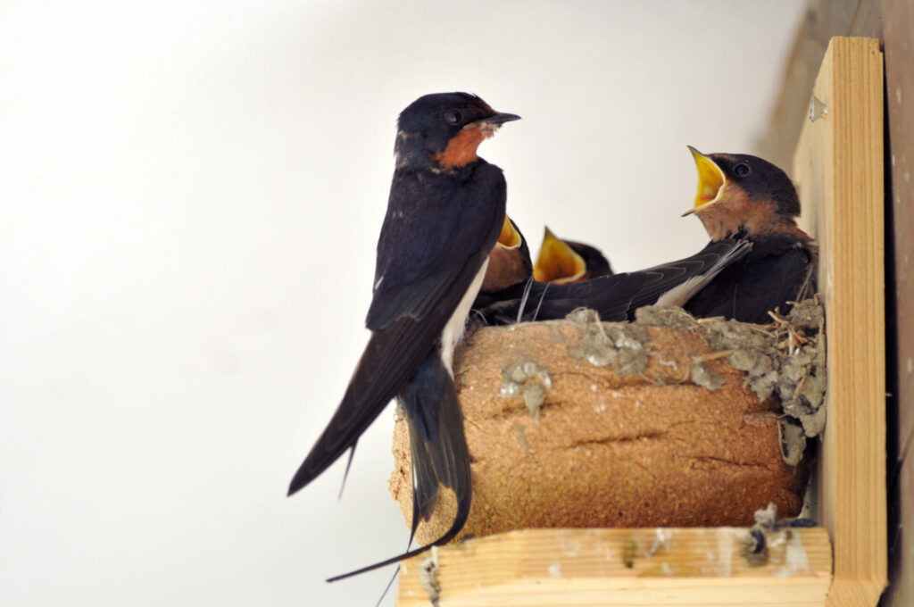 Hirondelle rustique nourrissant ses oisillons dans un nid de boue sous une avancée de toit.