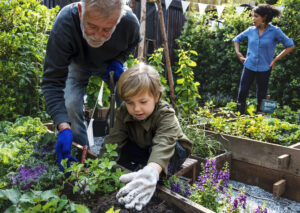 Un grand-père apprend à un enfant à planter dans un potager familial, illustrant la transmission du savoir-faire et le lien entre les générations au jardin.