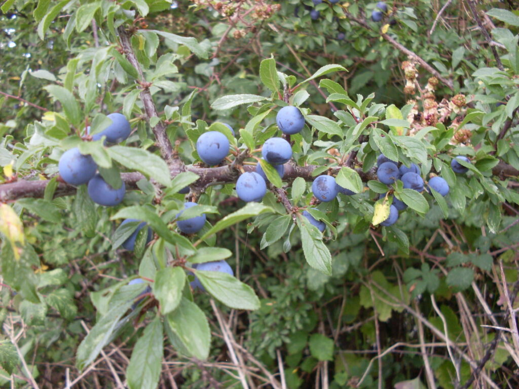 Prunelles poussant dans la forêt-jardin de Dartington en Angleterre, exemple de système de forêt comestible.
