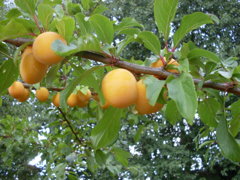 Prunes jaunes mûrissant dans la forêt-jardin de Dartington, exemple de verger intégré dans une forêt comestible.