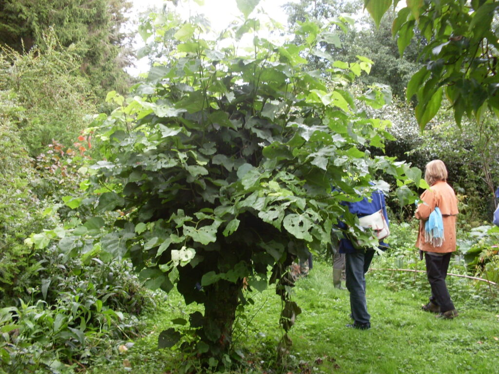 Tilleul recépé dans la forêt-jardin de Dartington avec visiteurs observant le système de culture.