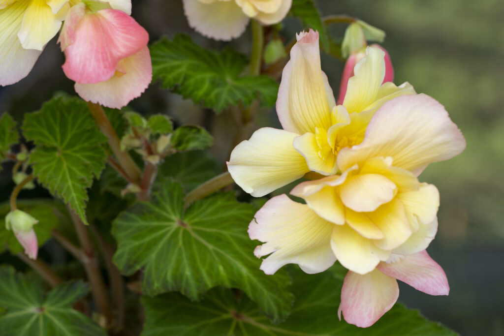 Bégonias tubéreux en fleurs dans un massif ombragé au jardin