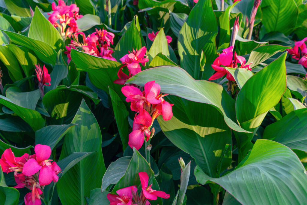 Cannas roses en fleurs avec feuillage dense dans un massif de jardin en été