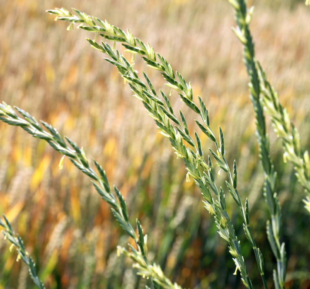 Épis de chiendent dans une prairie naturelle