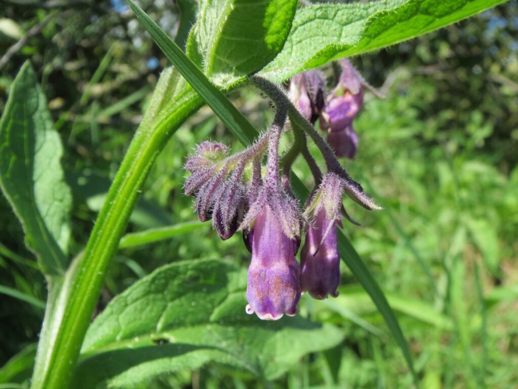 Fleurs de consoude dans un jardin naturaliste au printemps
