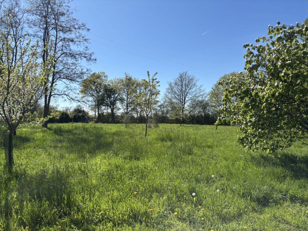 Jeune forêt-jardin de 500 m² avec arbres fruitiers espacés deux ans après plantation