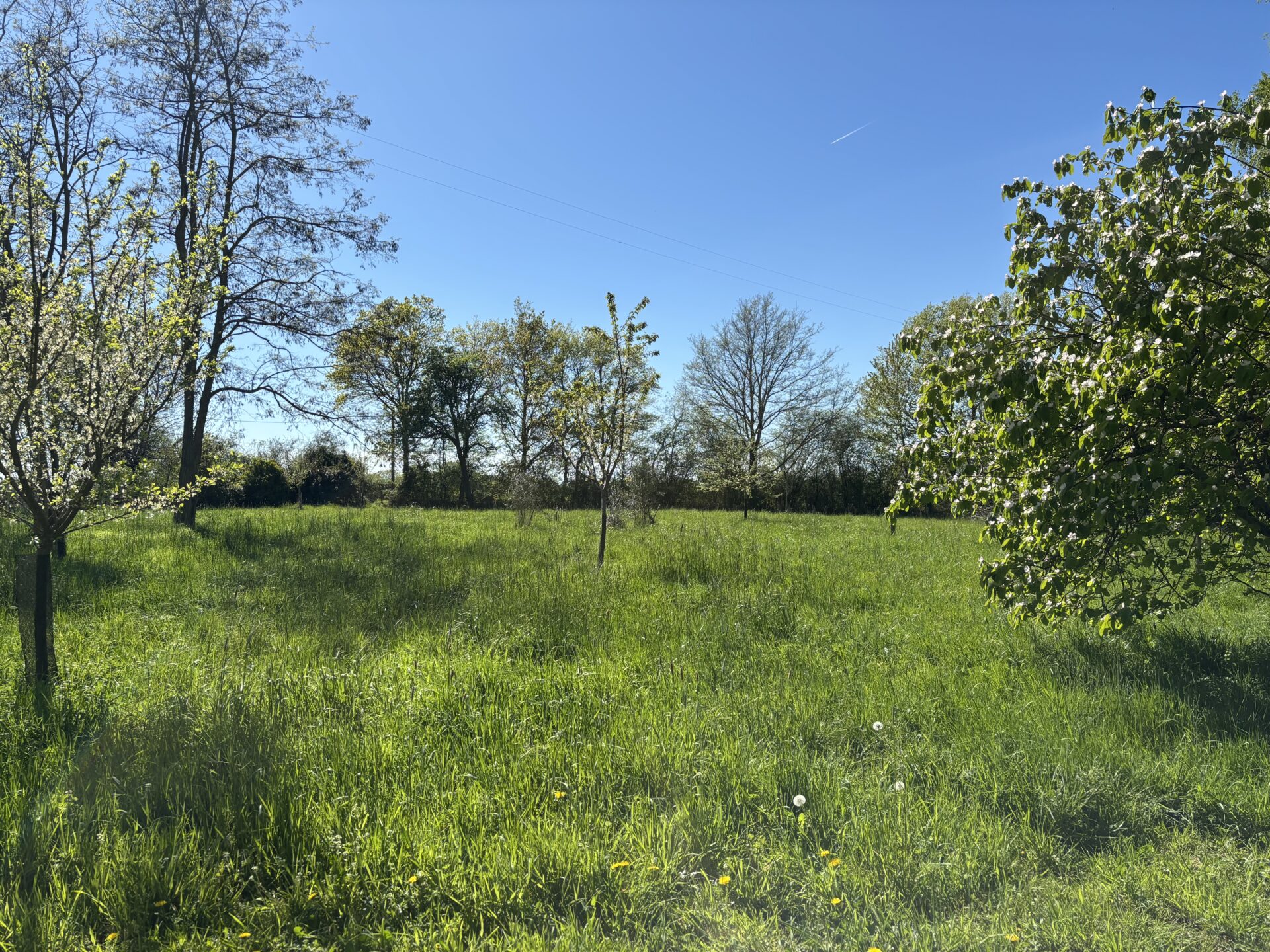 Jeune forêt-jardin de 500 m² avec arbres fruitiers espacés deux ans après plantation