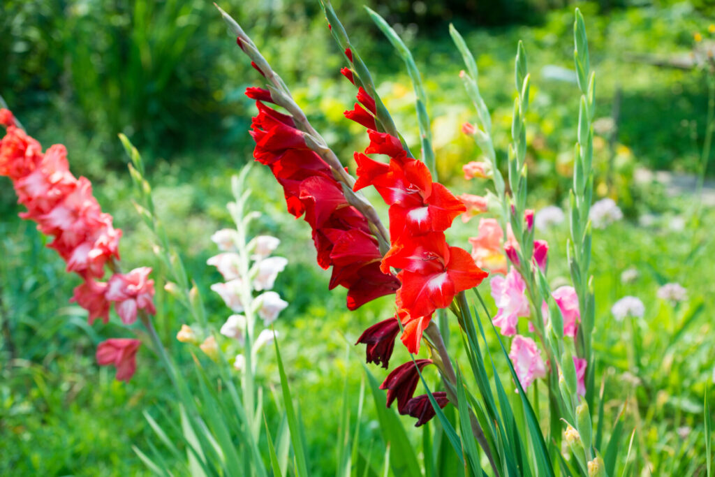 Glaïeuls rouges en fleurs dans un massif de jardin en été