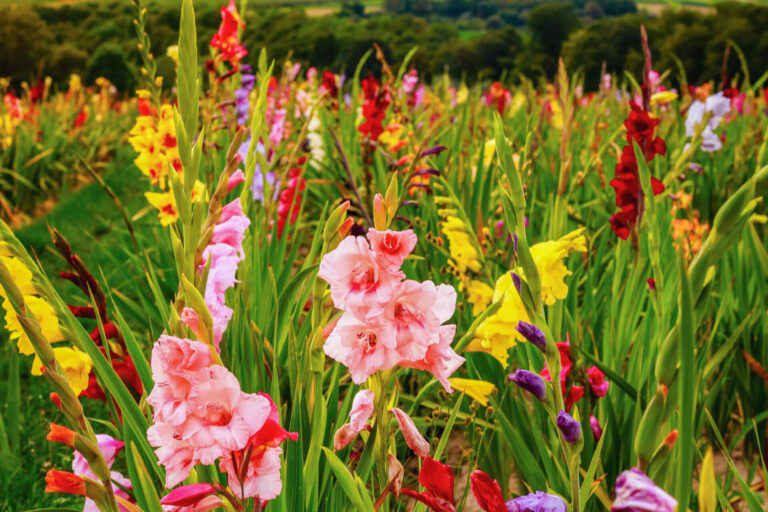 Massif de glaïeuls colorés en pleine floraison dans un jardin en été