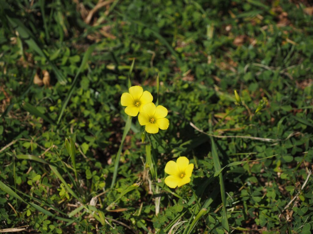 Oxalis à fleurs jaunes dans une pelouse naturelle