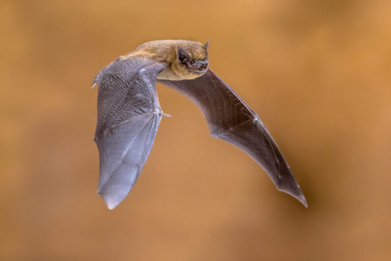 Pipistrelle commune en vol au crépuscule dans un jardin