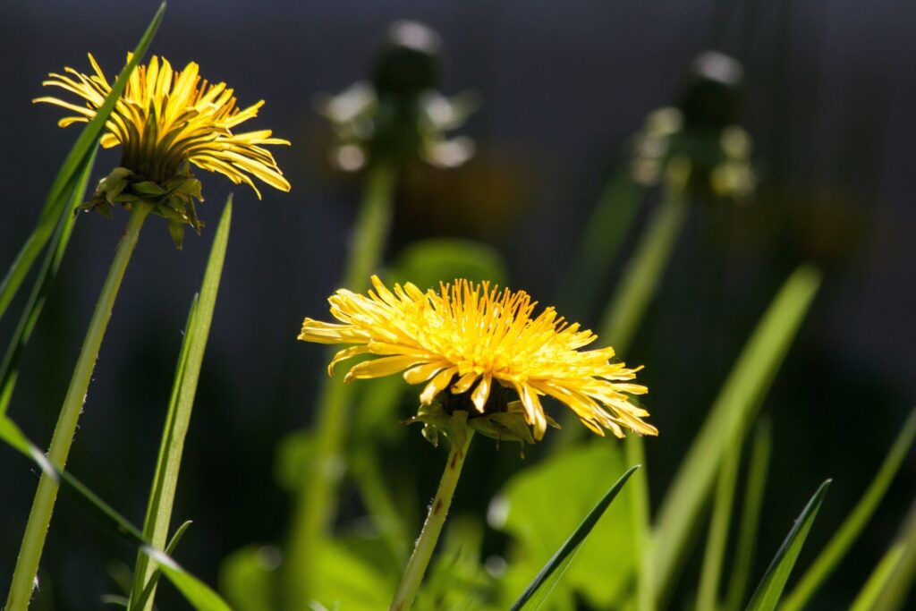 Fleur de pissenlit dans un jardin naturaliste au printemps