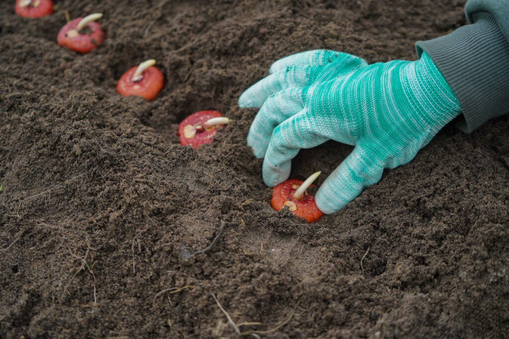 Main plantant des bulbes de glaïeuls alignés dans la terre au jardin