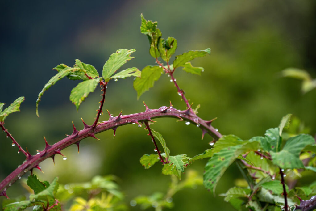 Tige de ronce avec épines dans un jardin naturaliste