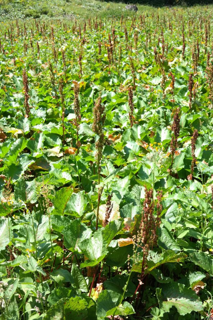 Rumex en forte densité dans une prairie naturelle