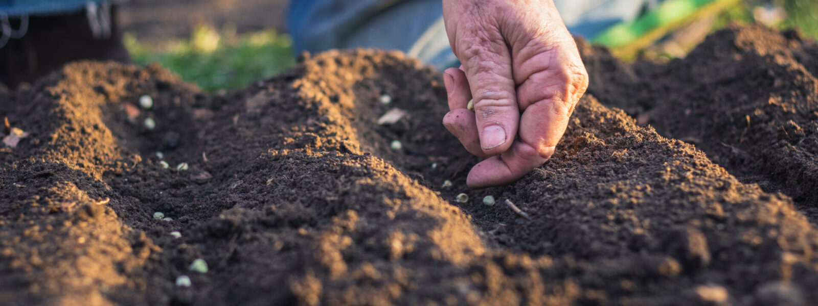 Semis de graines en pleine terre dans un sol préparé au printemps