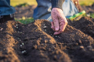 Semis de graines en pleine terre dans un sol préparé au printemps